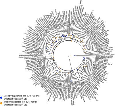 The genetic mechanisms underlying the convergent evolution of pollination syndromes in the Neotropical radiation of Costus L.